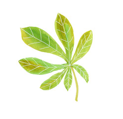 Fresh green chestnut leaf with white veins, hand drawn watercolor on white background isolated, perfect for cards, posters, invitations, decoration