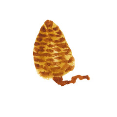 Watercolor hand-painted pine and cedar  cone on white background isolated for autumn and winter designs