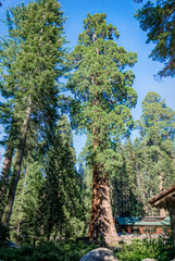 Fototapeta premium Majestic ancient sequoia trees. Sequoia National Park in California
