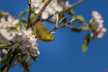 Orange-crowned Warbler (Oreothlypis celata) and apple blossoms in the Willamette Valley, Oregon.
