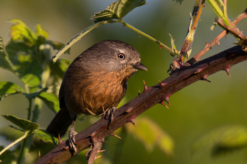 Here's looking at ya! .Wrentit (Chamaea fasciata) on blackberry stem covered with thorns. Willamette Valley, Oregon