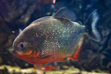 Red-bellied piranha, popular freshwater aquarium fish