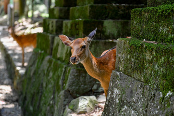Nara deer walks free in Nara Park, Japan