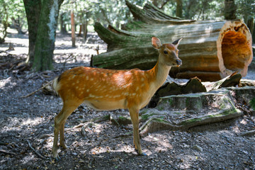 Nara deer walks free in Nara Park, Japan
