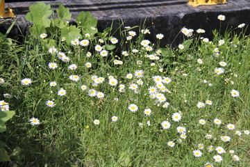 A beautiful bush of white flowers blooms in a country flowerbed