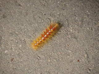 Multi-colored fluffy caterpillar creeps to the leaves