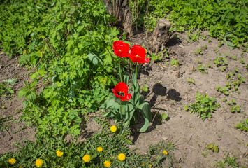 Beautiful tulips bloomed in a country flowerbed