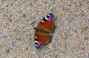 Beautiful butterfly relaxing in the ground