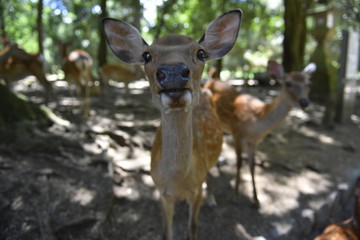 Nara deer walks free in Nara Park, Japan