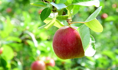 Reife rote &Auml;pfel - Apfelb&auml;ume - Obstgarten in S&uuml;dtirol