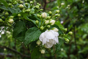 Jasmine flowers after the rain look bright and fresh
