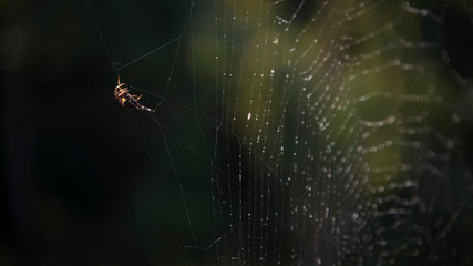 Stir in the silence of the forest.Spider web in the dark forest, the morning dew. Morning dew, silence, peace, bliss.Fog at five o`clock in the morning.The spider spread out the morning nets.
