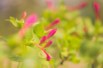 purple flower in the garden