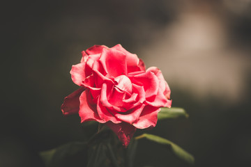 red rose in garden