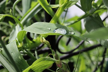 Water Drops on a leave