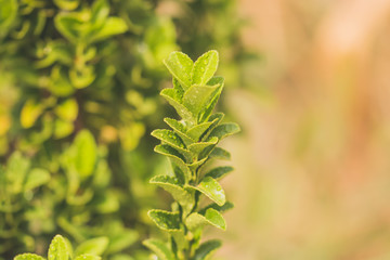 green leaves of a tree