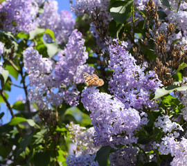 Butterfly Vanessa cardui on lilac flowers. Pollination blooming