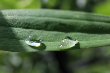 water drops on green leaf