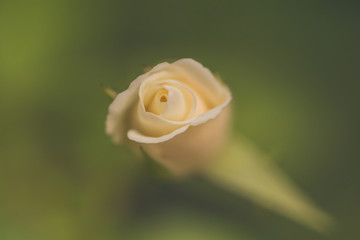 yellow rose on green background