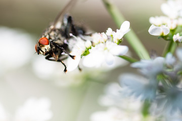 Fly sitting on flower