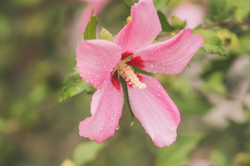 pink flower in the garden
