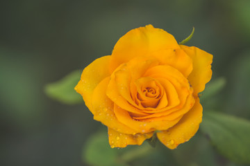 yellow rose