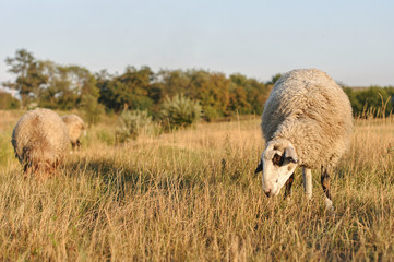 Scenic view of sheeps grazing on lawn