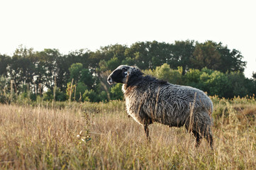 Scenic view of ram grazing on field