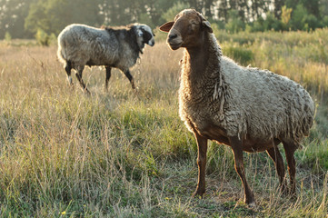 Scenic view of sheeps grazing on lawn
