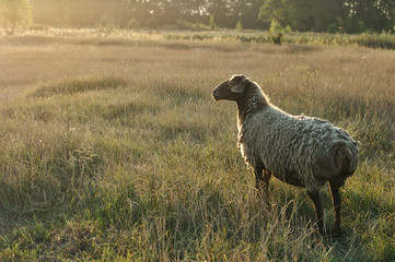 Fototapeta premium Portrait of sheep grazing on lawn in field 