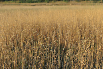 Close up of golden grass on summer field