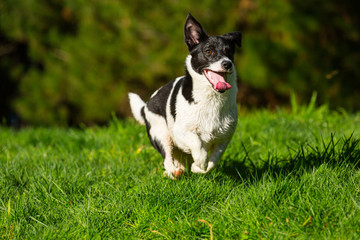 Border Jack puppy playing 