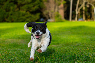 Obraz premium Border Jack puppy playing 