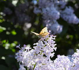 Butterfly Vanessa cardui on lilac flowers. Pollination blooming