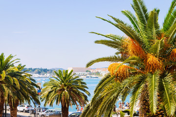 Fototapeta na wymiar Palm trees at Old city of Split on Adriatic Coast