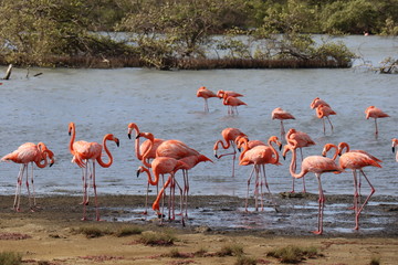 group of flamingos