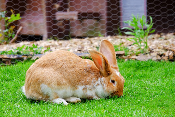 Fluffy rabbit with white and red fur in the grass.