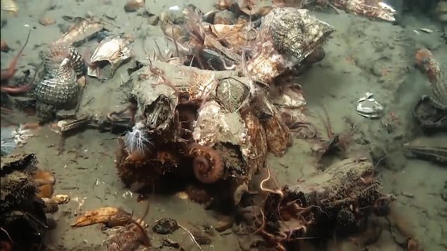 Footage of coral and marine life from the Deepwater Exploration of Glacier Bay National Park March, 2016