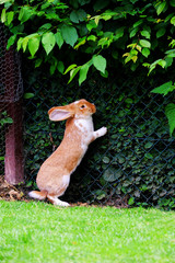 Red rabbit standing on his hind legs in the garden.