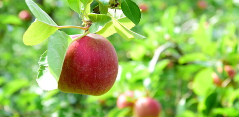 Reife rote Äpfel - Apfelbaum - Apfelernte in Südtirol - Banner