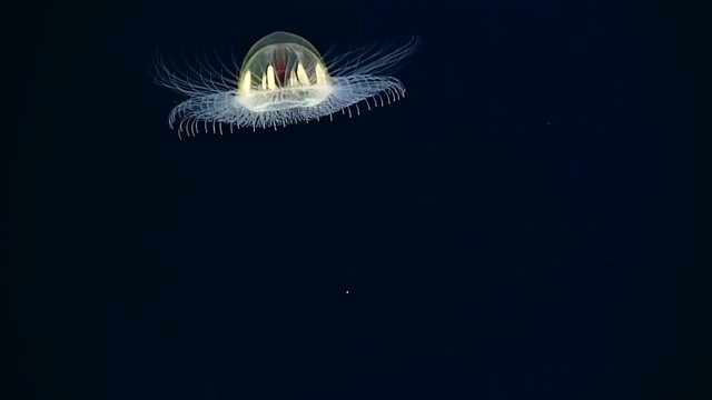 Close up shots of a Cosmic Jellyfish in the waters off American Samoa, 2017