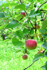 Streuobstwiese - Apfelbäume - Obstgarten - Apfelernte