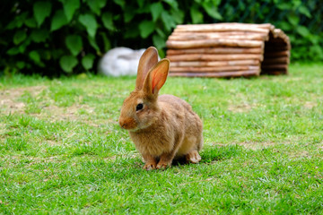 Brown fluffy rabbit eating the grass.