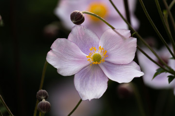 Obraz premium closeup of flower