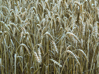 Closeup of seed heads in a field of summer wheat