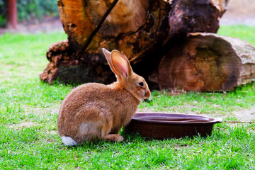 Brown fluffy rabbit eating the grass.