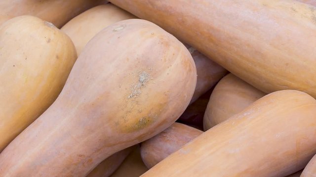 Harvest: Heap of Lunga Di Napoli Italian Squash, Cucurbita moschata, Pan Shot