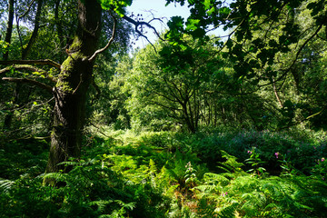 Urwald in den Niederlanden