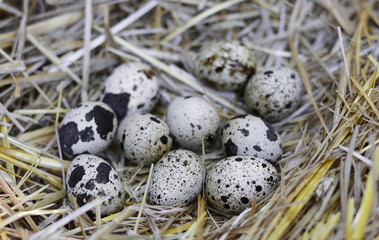 Obraz premium Quail eggs in a straw nest