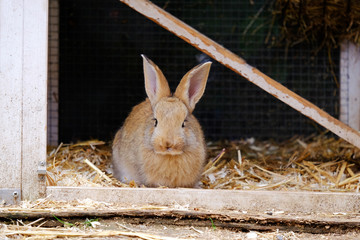 Little brown rabbit in a cage on a farm.